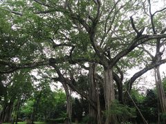 -瑞丽独树成林风景区