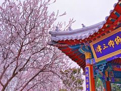 -桃花堤公园