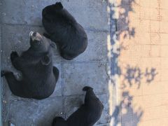 -西霞口神雕山野生动物世界