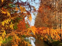 -上海长兴岛郊野公园