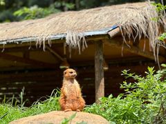 -云南野生动物园