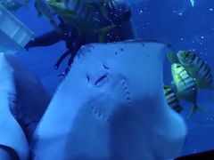 -太平洋海底世界