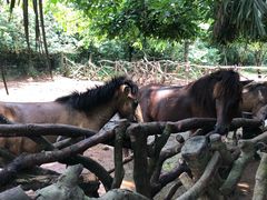 -海南热带野生动植物园