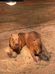 -Zoolung Zoolung动物主题公园(海信广场店)