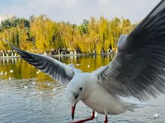 -翠湖宾馆·中餐厅