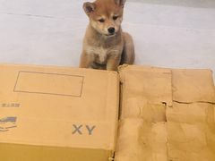 -猫王榴莲世家(三里屯SOHO商场店)