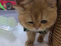 -汪喵宠物医院·骨科心脏影像·犬猫急重症ICU诊疗中心(成华分院)