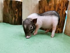 -藦茜花园宠物主题亲子互动体验馆(国顺东路店)