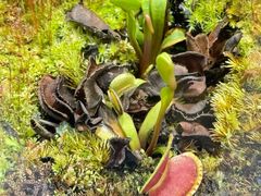 -国家植物园南园