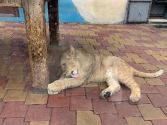 -大连森林动物园