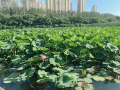 -前关湿地公园