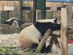 -栾川竹海野生动物园