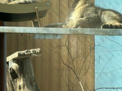 -青藏高原野生动物园