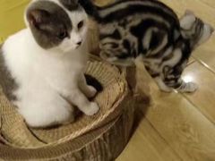 -Cappucimeow猫咪咖啡馆(韦伯时代店)