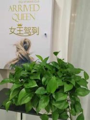 -美凰芳华悦颜产后健康管理中心