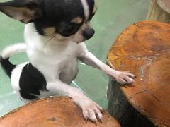 -藦茜花园宠物主题亲子互动体验馆(国顺东路店)