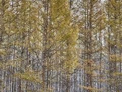 -塞罕坝国家级自然保护区