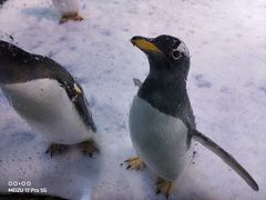 -芜湖新华联大白鲸海洋公园