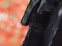 -秋霞圃