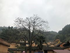 -杨家堂村