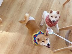 -柴犬小屋·柴餐厅·狗咖食堂(金鼎广场店)