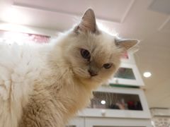 -楼上猫咖(罗湖店)