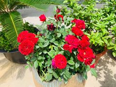 -呼吸森林·生态农庄农家乐私房菜