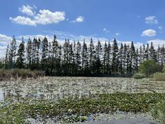 -上海长兴岛郊野公园