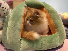-龟与熊猫宠物公园(南坪店)