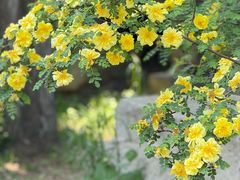 -北京市劳动人民文化宫(太庙)