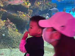 -沙沙哗啦海洋馆(华宇百花谷店)