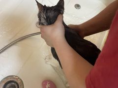 -十年猫舍·猫咪专门店(普陀店)