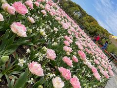 -上海鲜花港