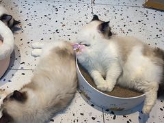 -喵喵咪呀布偶猫咖(春熙路店)