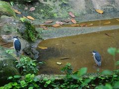 -吉隆坡雀鸟公园