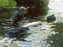 -西雅图水族馆