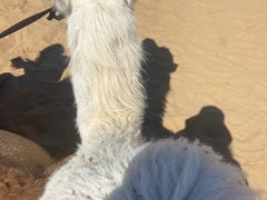 -银肯塔拉沙漠生态旅游景区