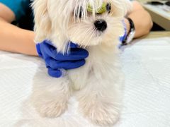 -艾贝尔宠物医院·24H转诊中心·肿瘤猫专科(江宁双龙店)