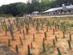 -松山湖梦幻百花洲