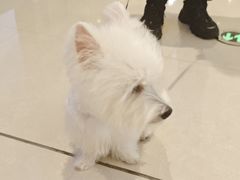 -帕帕拉兹宠物(亚洲旗舰店)