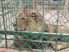 -栾川竹海野生动物园