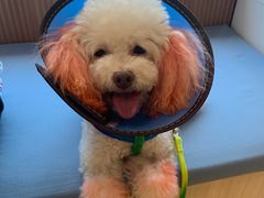 -芭比堂动物医院·犬猫全科·异宠专科(雁塔分院)