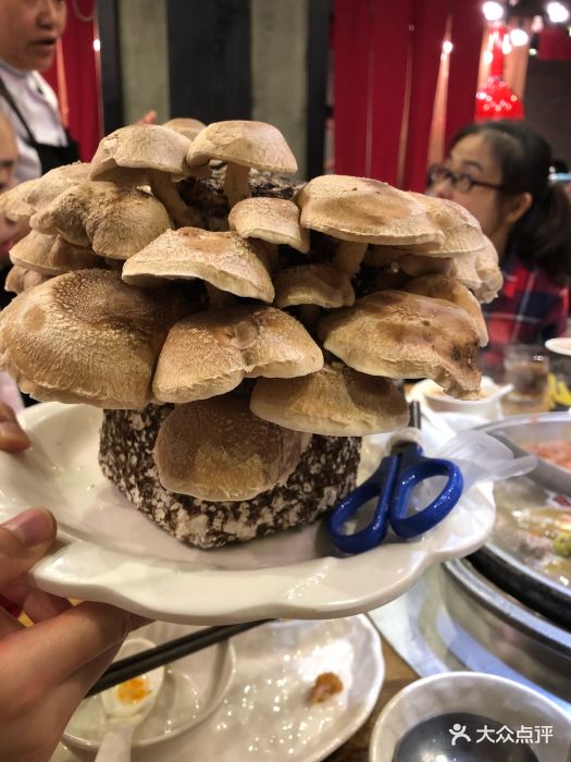 熊猫老灶火锅(延安西路店)生态菇类图片 - 第33张