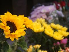 -平吉花卉市场