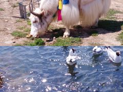 -青海湖国家重点风景名胜区