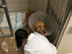 -康旭宠物医院(郑州总院)