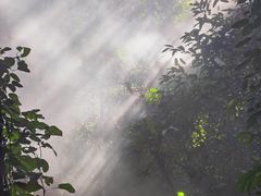 -西双版纳原始森林公园
