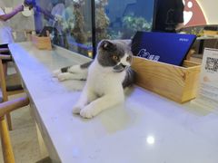 -喵园·猫主题咖啡厅·撸猫·猫咖(国贸店)