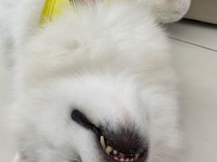 -怪兽屋·羊驼·猫咖·狗咖(俊华广场店)