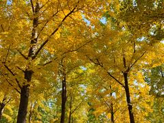 -济南百里黄河风景区